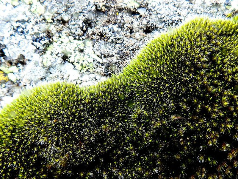 Organismos que colonizan los granitos: la liquenometría