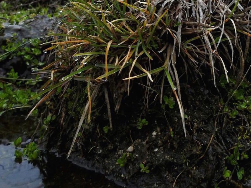 Los manantiales de Ulaca o cómo llega el agua hasta la cima del monte