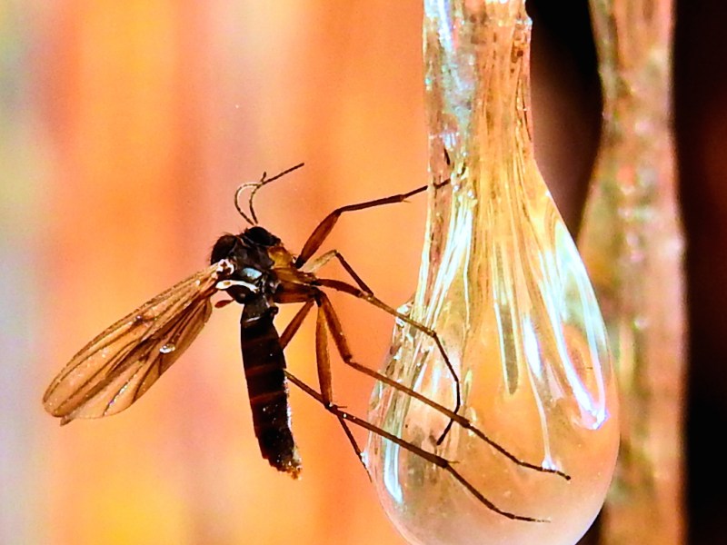 Actualismo: el método científico que alumbró la geología moderna