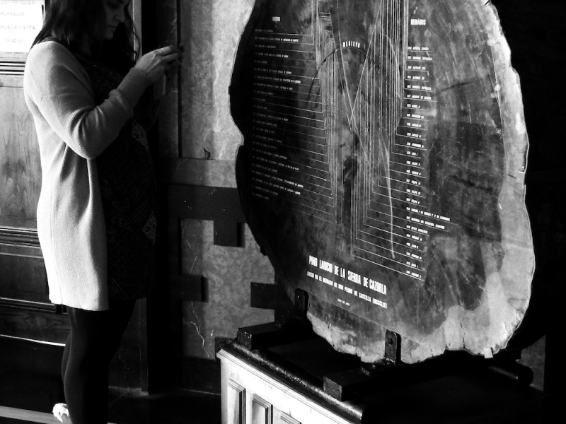 Dendrocronología: contando anillos