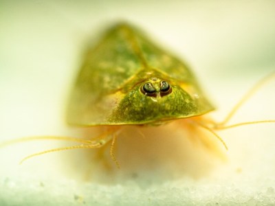 ¿Pueden vivir los fósiles? Un «fósil viviente» en Ávila