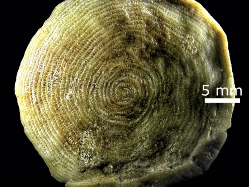 Nummulites, las misteriosas lentejas de Estrabón