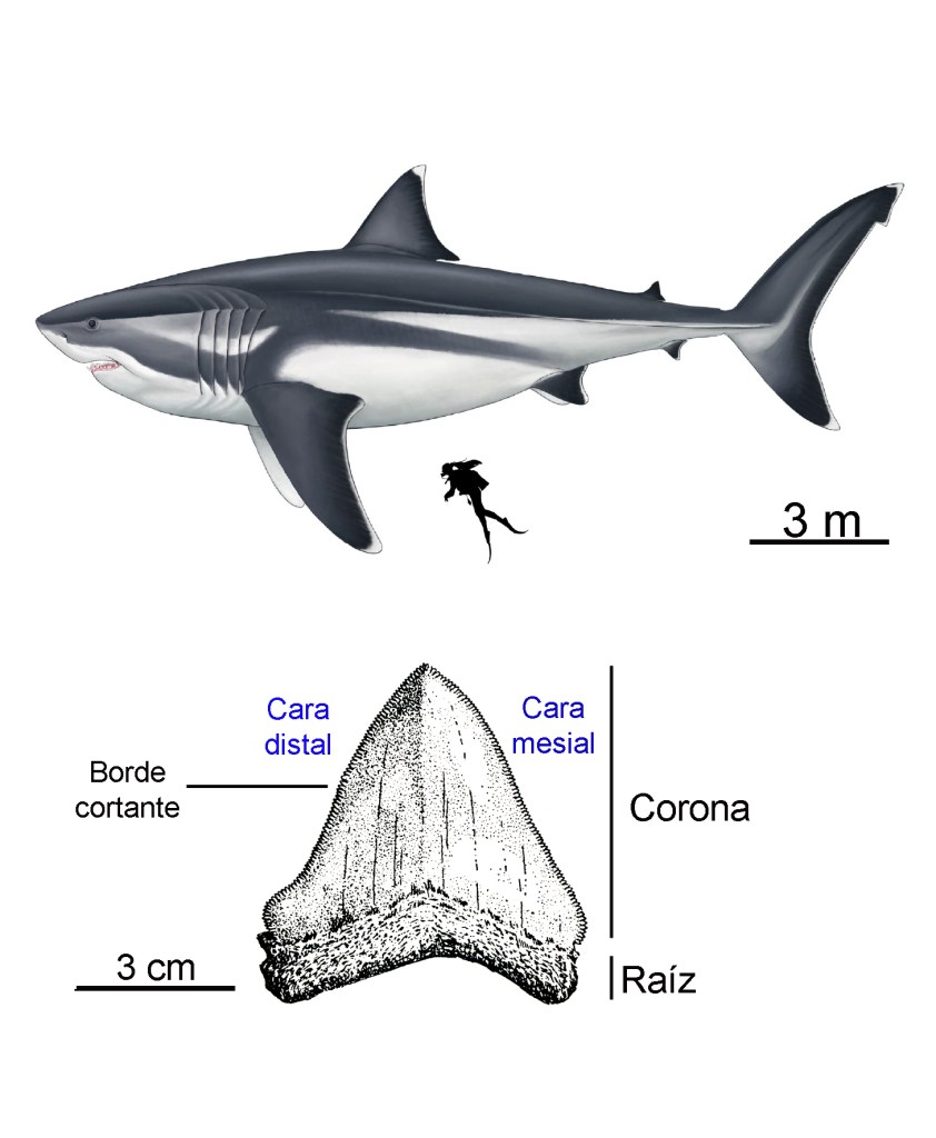 Esquema de un diente de Carcharocles megalodon y reconstrucción de un ejemplar adulto del mayor tamaño estimado para esta especie. Adaptado de Meléndez (1983) y Cooper et al. (2020).