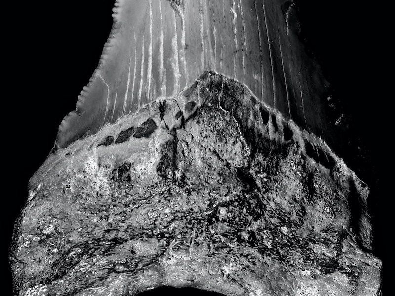 Glosopetras, de lenguas de piedra a dientes de tiburón