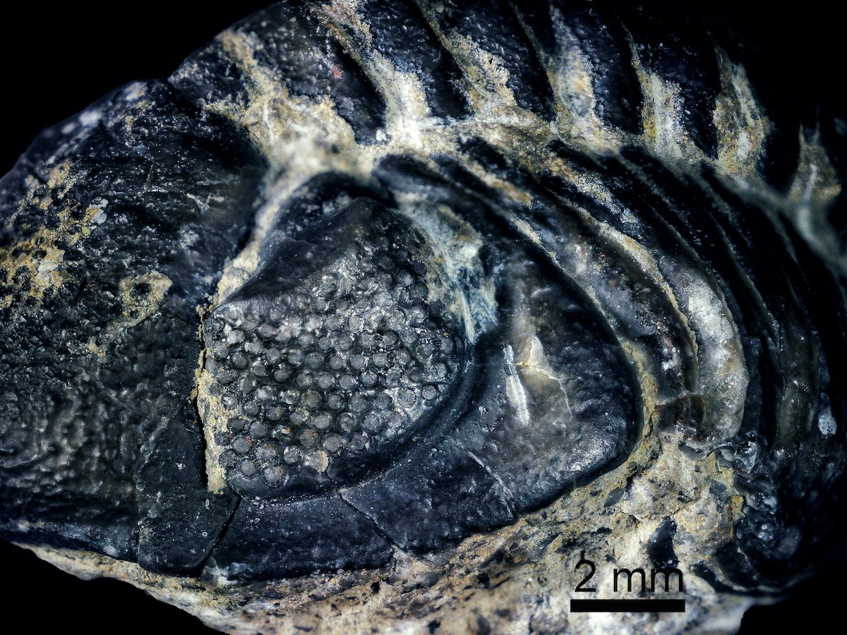Trilobites, una extraña mirada desde el Paleozoico
