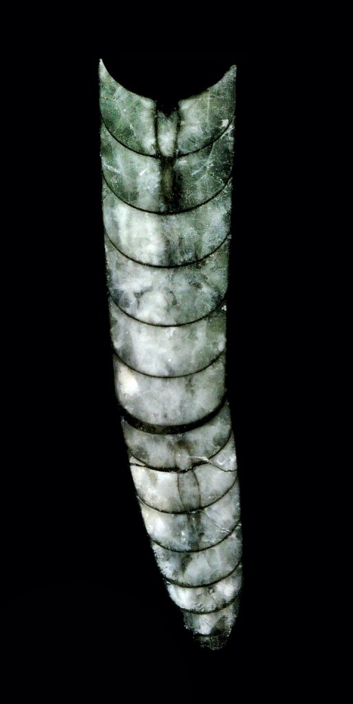 Sección pulida de un molde interno en una muestra de caliza con Orthoceras del Devónico Medio de Marruecos. Imagen: Gabriel Castilla.