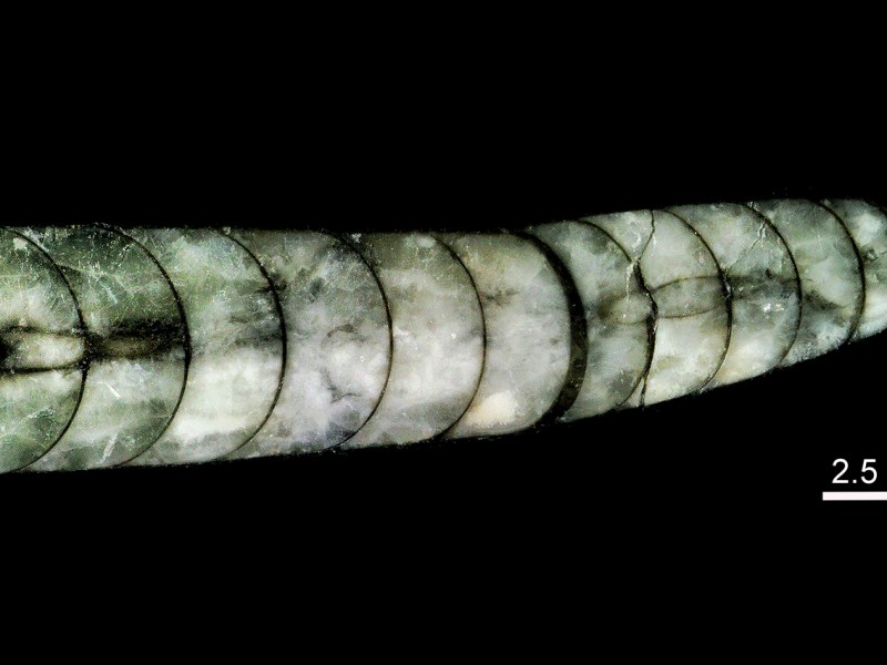 Orthoceras, el predador submarino