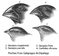 Diversidad de picos en distintas especies de pinzones de las islas Galápagos, derivados de una misma especie ancestral y adaptados a distintos modos de alimentación. Darwin, 1845. Journal of researches into the natural history and geology of the countries visited during the voyage of H.M.S. Beagle round the world, under the Command of Capt. Fitz Roy, R.N. 2d edition. 1. Dominio público en Wikipedia Commons.
