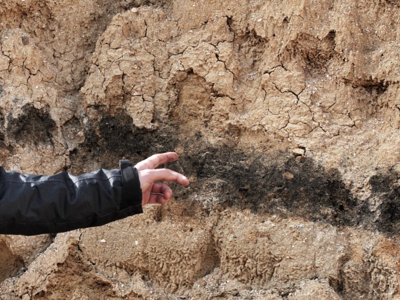 El proceso de fosilización