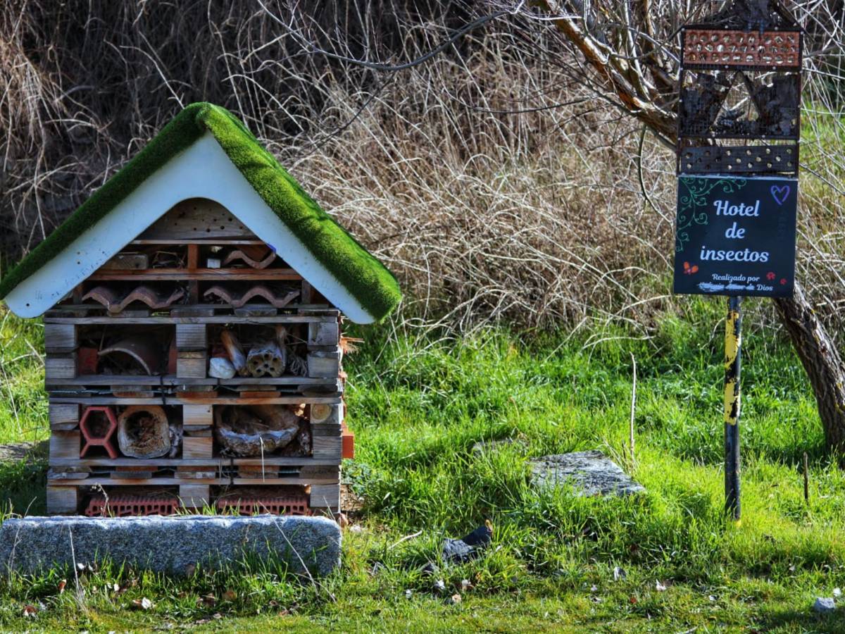 GEOLODÍA 23. Hotel de insectos