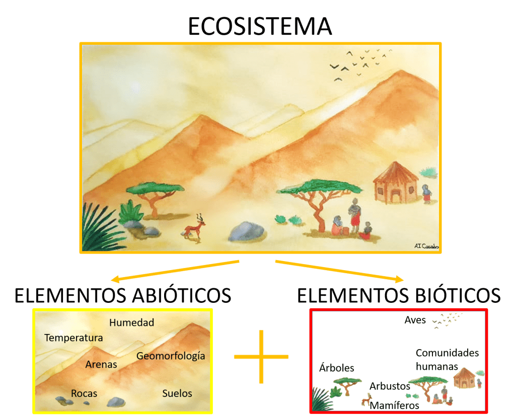 Se trata de una ilustración en acuarela que representa un ecosistema desértico. En ella, el cielo muestra tonos pardos que evocan aridez, altas temperaturas y baja humedad. La arena se acumula formando dunas, mientras que en el primer plano se distinguen rocas y suelos. Sobre estos suelos crecen arbustos y algunos árboles, y en el ambiente se pueden ver aves volando a lo lejos, una gacela, y se intuyen comunidades humanas adaptadas a este entorno. Se distinguen los elementos abióticos –como la arena, la temperatura, la humedad, la geomorfología, las rocas y los suelos– y los elementos bióticos, que incluyen la fauna, la vegetación y las comunidades humanas. La imagen enfatiza cómo los elementos vivos se adaptan a las condiciones impuestas por el entorno físico.