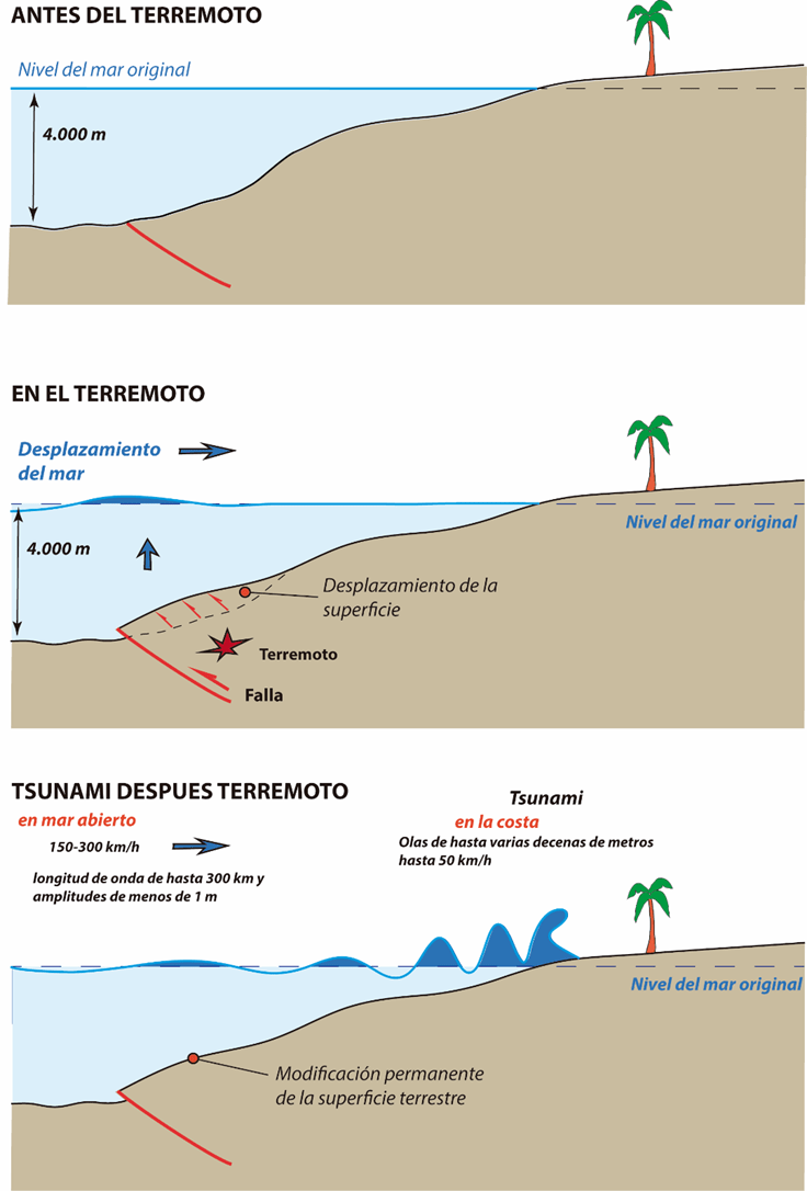 Descripción accesible de la imagen:

La imagen es un esquema dividido en tres secciones horizontales que explican cómo se forma un tsunami debido a un terremoto submarino.

Primera sección: “Antes del terremoto”
Se muestra el fondo marino con una pendiente suave hacia la costa. A la izquierda, el océano tiene unos 4.000 metros de profundidad. La línea azul representa el “nivel del mar original”. En la orilla, sobre una pequeña loma, hay una palmera. Bajo el fondo marino se ve una línea roja que simboliza una falla geológica aún sin movimiento.

Segunda sección: “En el terremoto”
La falla se desplaza y genera un levantamiento del fondo marino. Aparecen flechas que indican el movimiento ascendente de la superficie y el desplazamiento del agua. El texto señala “Desplazamiento del mar” y “Desplazamiento de la superficie”. Una estrella roja marca el epicentro del “Terremoto”. El nivel del mar se modifica temporalmente, elevándose en una zona y descendiendo en otra.

Tercera sección: “Tsunami después del terremoto”
El fondo marino queda deformado de forma permanente. El agua se mueve en ondas que avanzan hacia la costa. En mar abierto, las olas son largas y bajas (menos de 1 metro de altura, velocidad de 150 a 300 km/h). Cerca de la costa, las olas se hacen mucho más altas (varias decenas de metros, velocidad de hasta 50 km/h). El texto “Tsunami en la costa” aparece en rojo, junto al dibujo de grandes olas que se acercan a la playa donde sigue en pie la palmera.

En conjunto, el esquema ilustra el proceso completo: desde la calma inicial, pasando por el sismo submarino, hasta la llegada del tsunami a la costa.