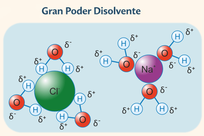 Figura 4. Esquema de moléculas de agua rodeando iones sodio y cloruro. Las moléculas de agua se orientan de forma diferente según la carga del ion. La imagen muestra cómo el carácter dipolar del agua permite separar y mantener en disolución los iones de una sal, explicando su gran poder disolvente.