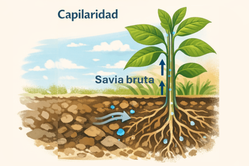Figura 3. La imagen es una ilustración didáctica que explica el proceso de capilaridad y el ascenso de la savia bruta en una planta. Tiene un estilo sencillo, con colores suaves y formas claras, pensada para fines educativos.
En la parte superior aparece la palabra “Capilaridad”, que nombra el fenómeno que se quiere explicar. En el centro de la imagen se ve una planta verde con varias hojas, creciendo hacia arriba desde el suelo. El tallo es recto y de color verde claro.
Debajo de la superficie del suelo se representa el sistema de raíces, extendido y ramificado. El suelo aparece seccionado, mostrando piedras y partículas de tierra en tonos marrones. Entre las raíces y el suelo se observan pequeños puntos azules que representan el agua presente en el terreno.
Desde el suelo hacia el interior de las raíces entran flechas y gotas azules, indicando la absorción de agua por la planta. A lo largo del tallo se dibuja un conducto vertical por el que ascienden flechas azules hacia arriba. Junto a este conducto aparece el texto “Savia bruta”, señalando el movimiento ascendente del agua y las sales minerales desde las raíces hasta las hojas.
Las flechas apuntan hacia arriba para mostrar que, gracias a la capilaridad, la savia bruta sube por el interior de la planta contra la gravedad. En la parte superior, las hojas se presentan sanas y verdes, indicando que reciben el agua necesaria para su funcionamiento.
En conjunto, la imagen explica de forma visual cómo el agua del suelo entra por las raíces y asciende por el tallo hasta las hojas mediante el proceso de capilaridad, facilitando la comprensión del transporte interno del agua en las plantas.